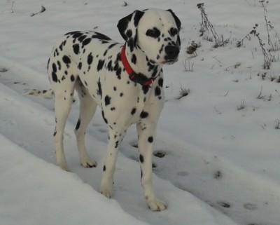 Yuna Dalmatiner Schnee